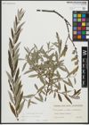 Foto von Salix repens L. x Salix viminalis L.